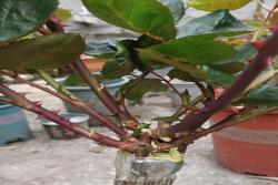 手把手教你嫁接棒棒糖月季